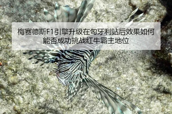 mei-sai-de-si-yin-qing-sheng-ji-zai-xiong-ya-li-zhan-hou-xiao-guo-ru-he-neng-fou-cheng-gong-tiao-zhan-hong-niu-ba-zhu-3-297.jpg